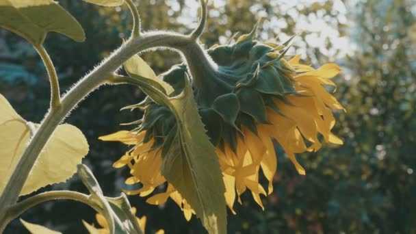 Beautiful sunflower with sunrise — Stock Video