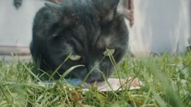 Kara kedi zevkle yiyor