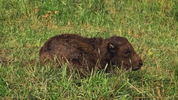Joven becerro de bisonte acostado en la hierba — Vídeos de Stock