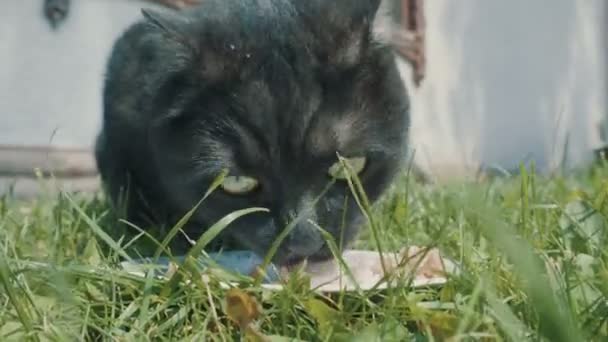 Black cat eats with pleasure — Stock Video