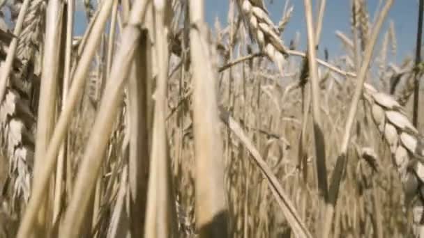 Golden wheat field — Stock Video