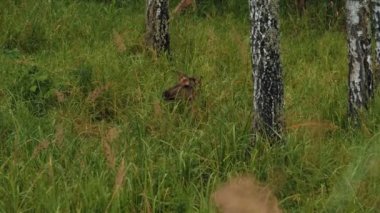 Genç buzağıyı geyik çim üzerinde yalan