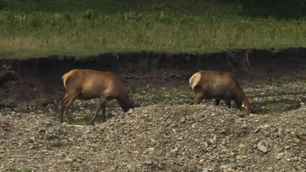 Couple of maral deer grazing — Stock Video