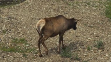 Genç maral geyik taş kumsalda yürür
