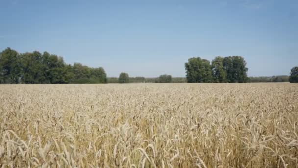 The golden wheat field. Harvester in the distance collects crops — Stock Video