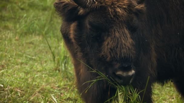 Primeros planos bisonte europeo masticar hierba — Vídeo de stock