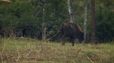 Yalnız bizon yaban öküzü bir çayırda otlatma. Yetişkin auroch çim çiğneme.