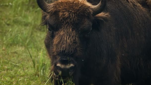 Bison - βόνασο - βόσκουν σε ένα λιβάδι — Αρχείο Βίντεο