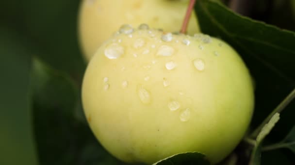 Макро знімок двох стиглих яблук — стокове відео