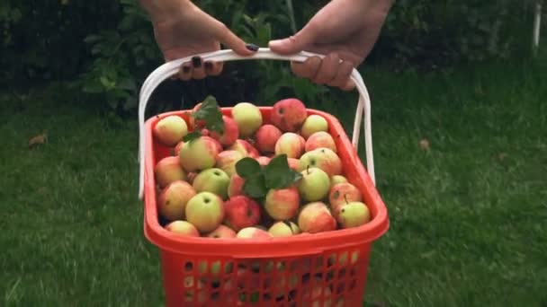 Erntezeit. Tragekorb voller Äpfel — Stockvideo