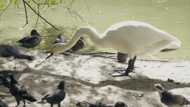 Primer Plano Del Cisne Blanco Tratando Agarrar Palomas Molestas Alrededor — Vídeo de stock