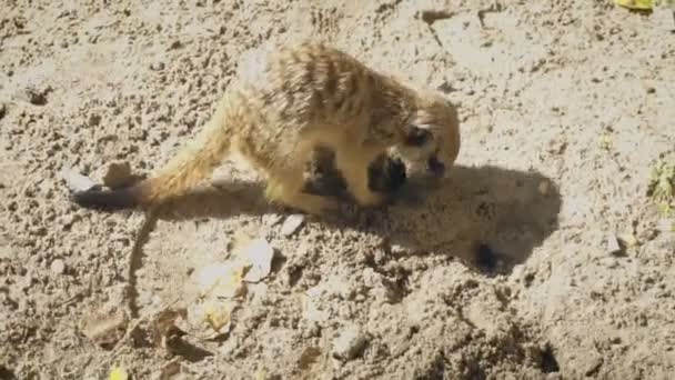 Little meerkat is digging quickly — Stock Video