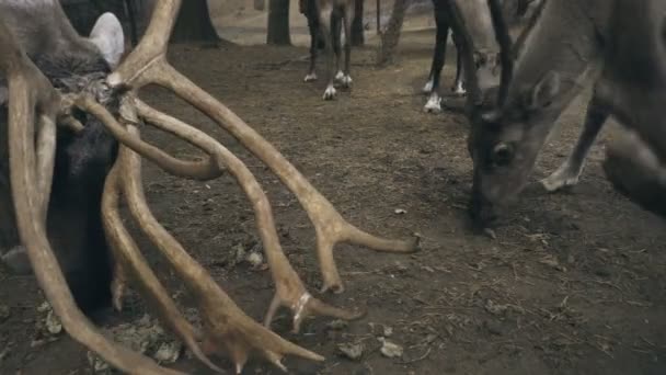 Kutup reindeers moss yemek — Stok video