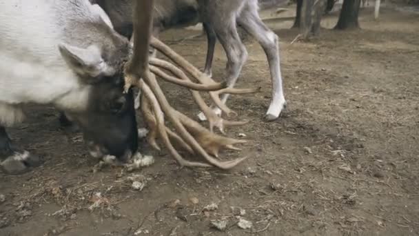 Los renos árticos comen musgo — Vídeo de stock
