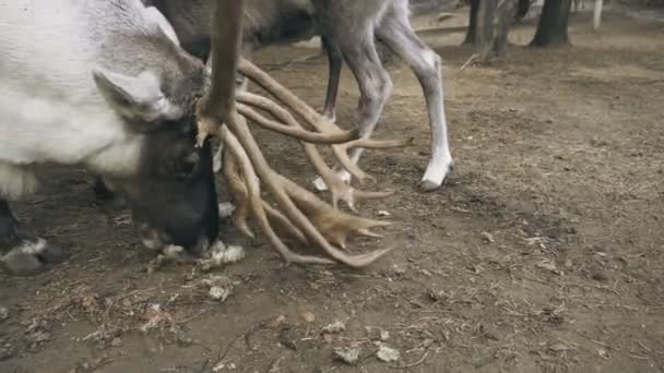 北極トナカイは苔を食べる — ストック動画