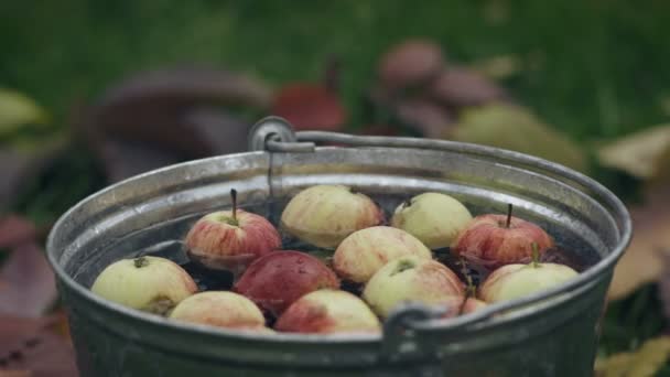Närbild Röda Mogna Äpplen Flytande Hink Full Med Vatten — Stockvideo