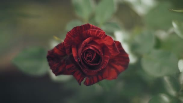 Beautiful red rose on the wind — Stock Video