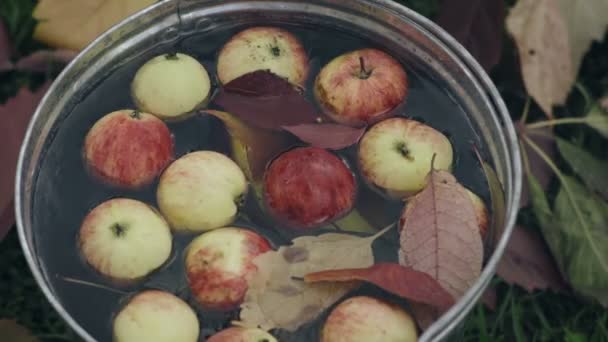 Röda mogna äpplen i en hink full med vatten — Stockvideo