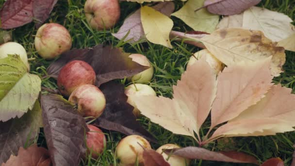 Ripe red apples fallen under the apple tree — Stock Video