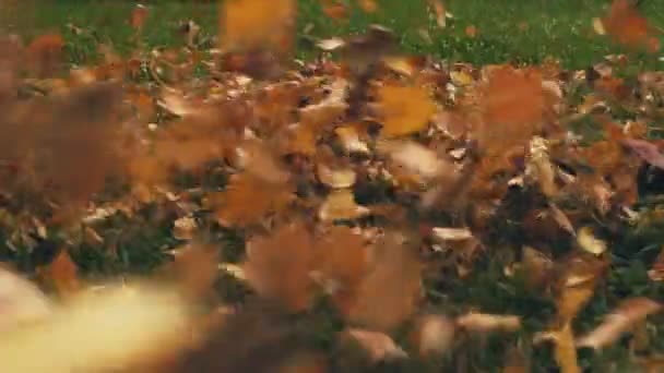 Podzimního žlutého listí, které odfouknout — Stock video
