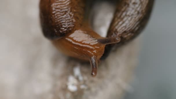Closeup of snail without shell — Stock Video
