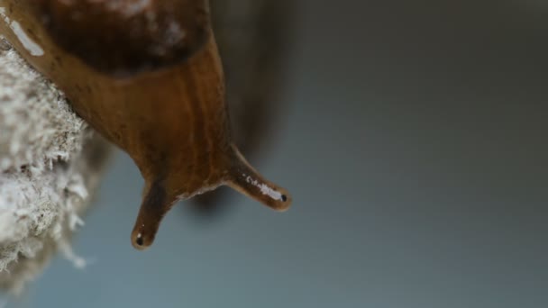 殻のないカタツムリのクローズ アップ — ストック動画