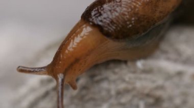 Salyangoz kabuğu olmadan closeup