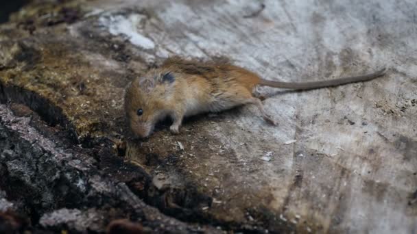 Cadáver de un ratón de campo — Vídeos de Stock