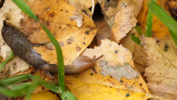 Равлик без мушлі в осінньому листі — стокове відео