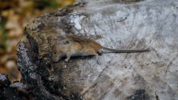 Мертве тіло поля миші — стокове відео