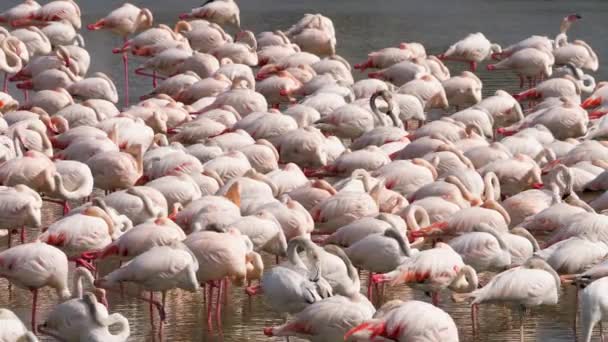 Flamencos rosados en el lago — Vídeos de Stock