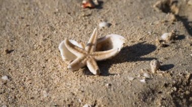 Bir kıyısında canlı deniz yıldızı
