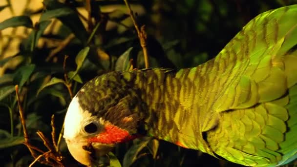 Fischeri lovebird parrot — стоковое видео