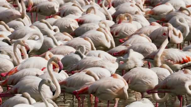 Pink flamingos on the lake — Stock Video