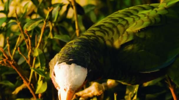 Fischeri lovebird parrot — стоковое видео