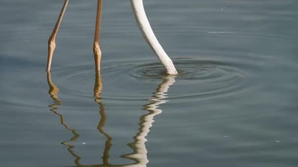 Fenicottero rosa alla ricerca di cibo in acqua — Video Stock