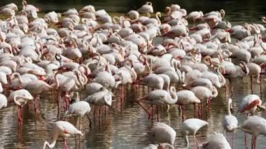 Gölde pembe flamingolar