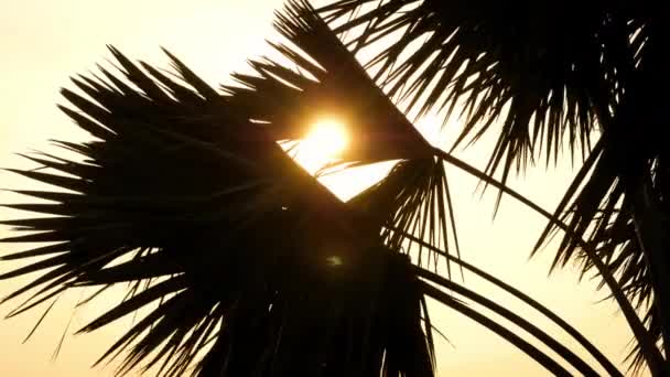 Strand kokospalmen in de zonsondergang keer — Stockvideo