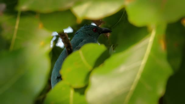 Pájaro tropical azul con ojos rojos — Vídeos de Stock