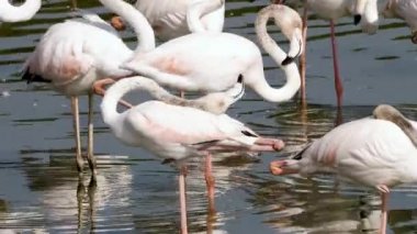 Pembe Flamingo bununla tırmalamak Gaga