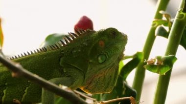 Yeşil İguana video kapatın