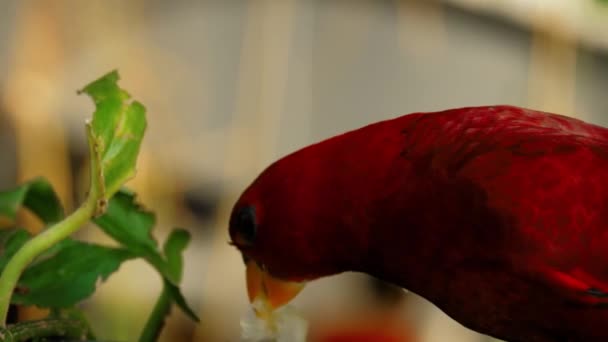 Lory che chiacchiera mangiando frutta — Video Stock