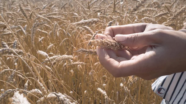 Ripe wheats, grain wheats check for ripeness