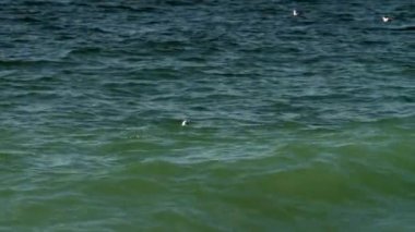 Deniz dalgaları üzerinde yüzen martı