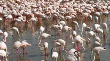 Flamingolar göl kenarında kolonisi