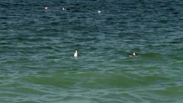 Deniz dalgaları üzerinde yüzen martı — Stok video
