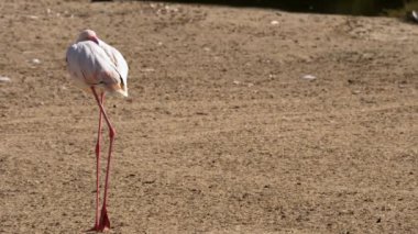 Büyük flamingo - Phoenicopterus çevresi-