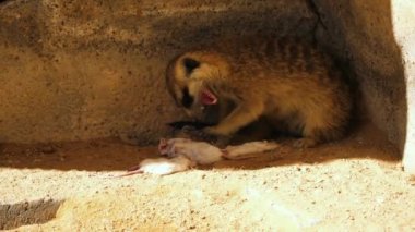 Meerkat bir fare yemek
