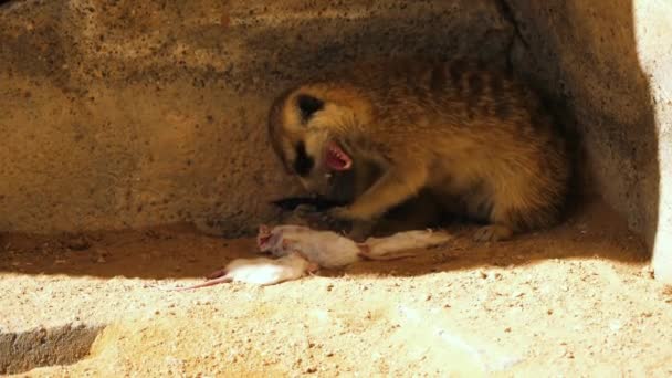 Meerkat τρώει ένα ποντίκι — Αρχείο Βίντεο