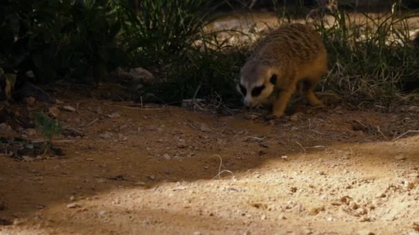 Mignon jeune suricate marche sur le sable 